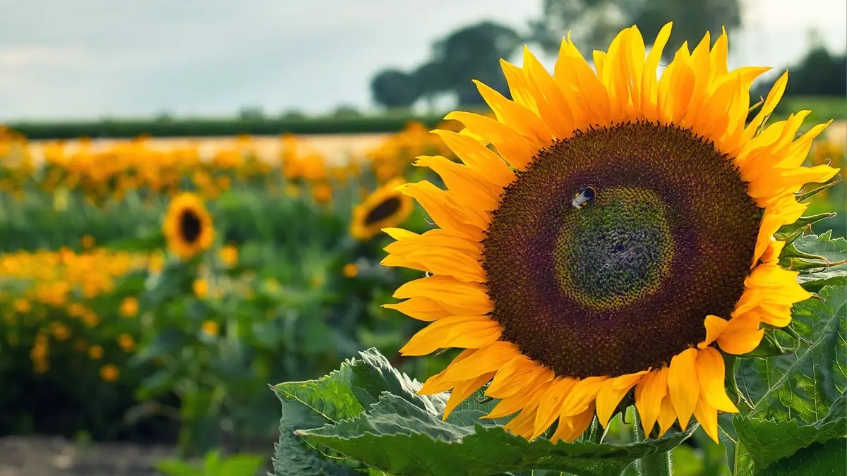 PPI、DPI和LPI的关系和换算